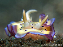 "Jewel over the sand" by Sangut Santoso 